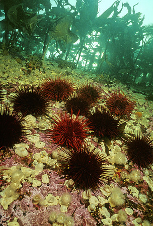 BC Reef - 5