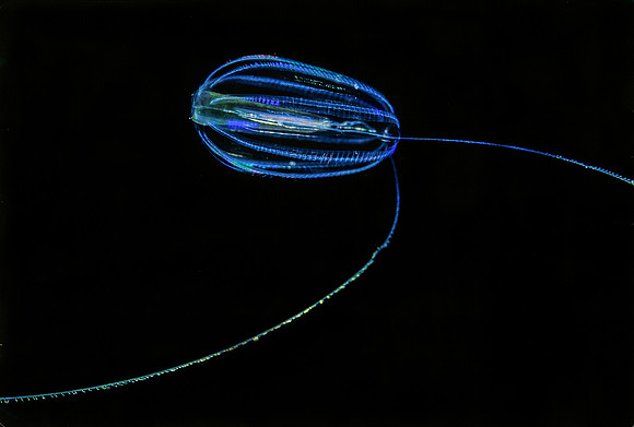Sea Gooseberry - 4