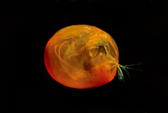 Giant Ostracod - 1