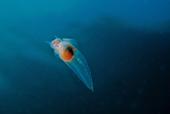 Sea Angel Pteropod - 1
