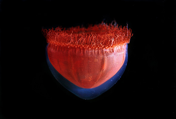 Benthocodon - 2