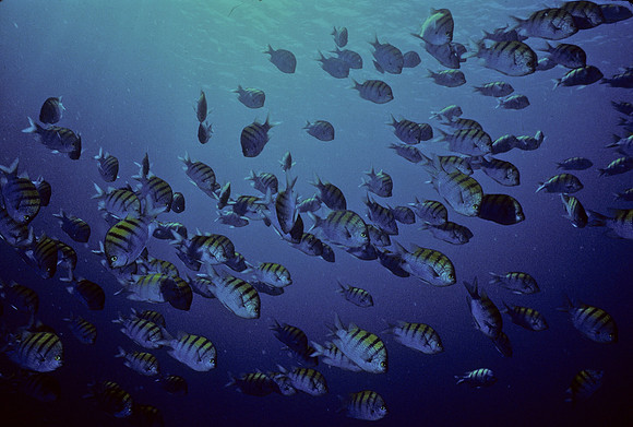 Sergeant Majors