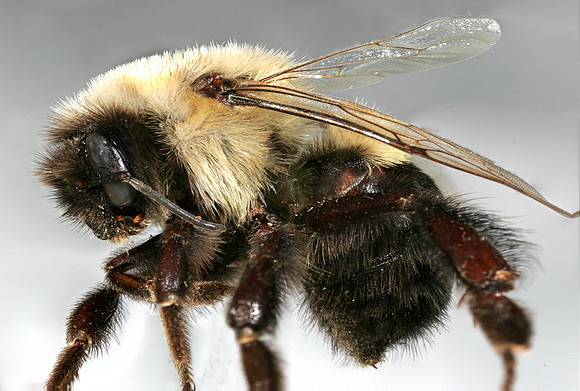 Bumble Bee - 2