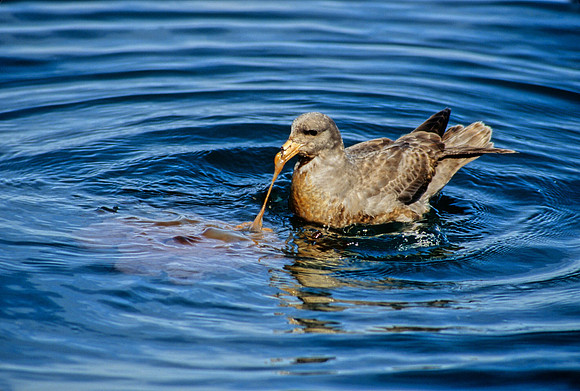 Fulmar & Sea Nettle - 5