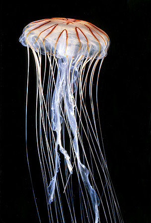 Japanese Sea Nettle - 2