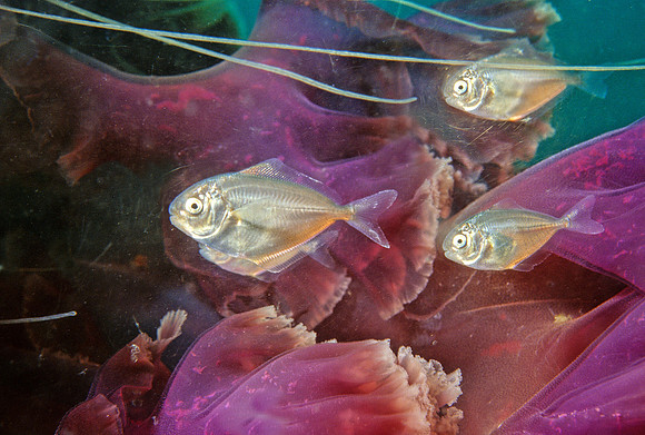 Butterfish & Black Sea Nettle