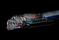 Viperfish - 2