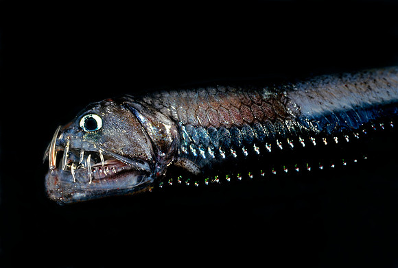 Viperfish - 2