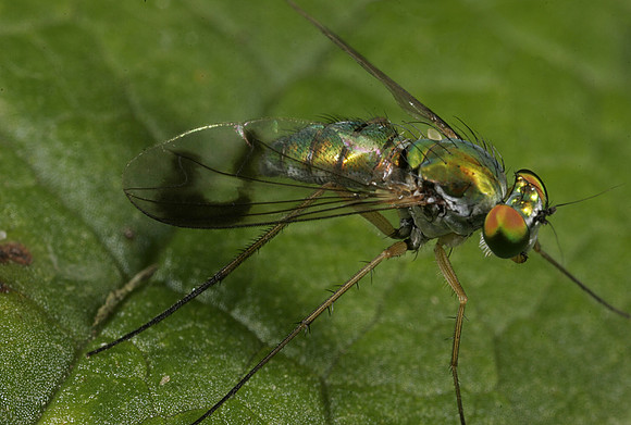 Long-legged Fly - 1