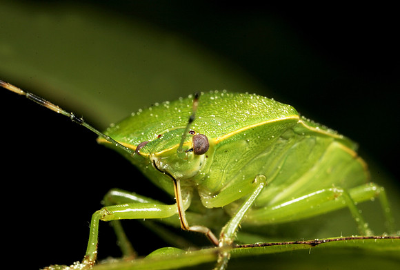 Stink Bug - 8