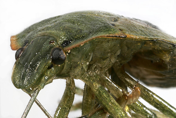 Bug - 2