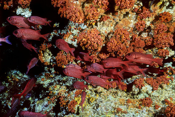 Soldierfishes