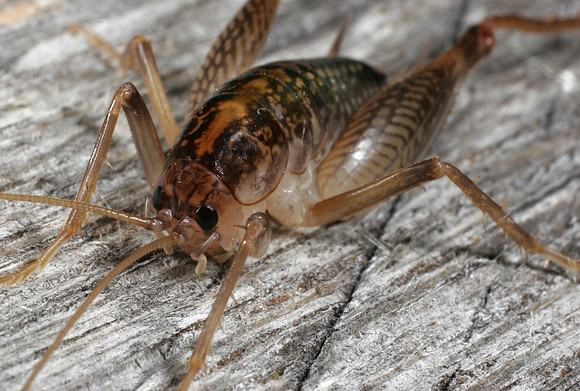 Cricket