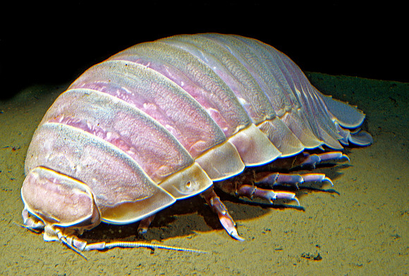 Giant Isopod - 2