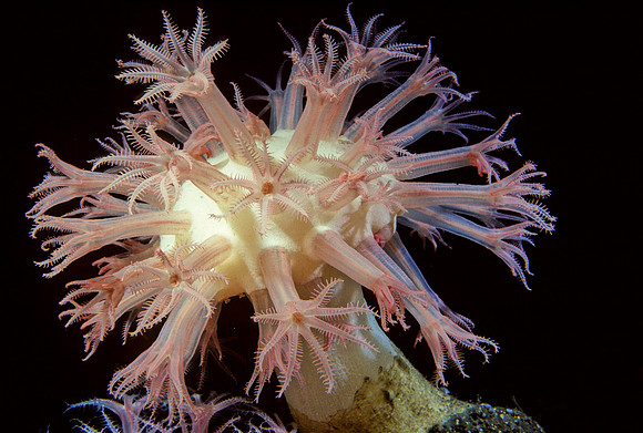 Anthomastus - 4