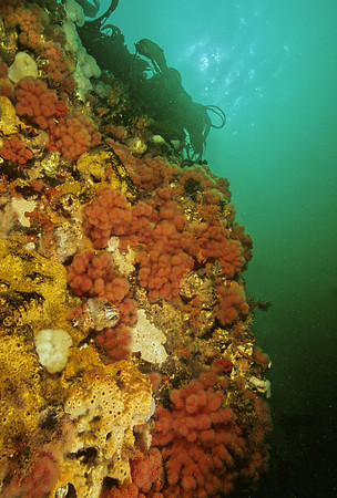 BC Reef - 3