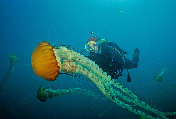 Diver & Sea Nettle - 2