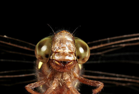 Dragonfly - 3
