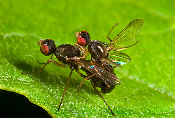 Scavenger Flies Mating - 1