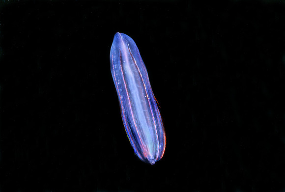 Beroe gracilis
