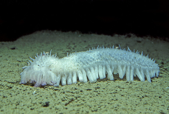 Sea Cucumber