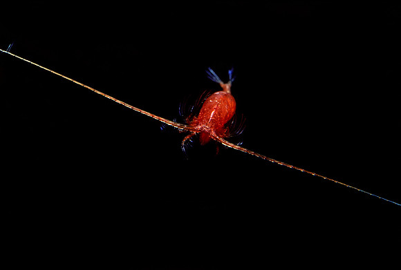 Carnivorous Copepod - 2