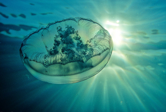 Moon Jelly - 7