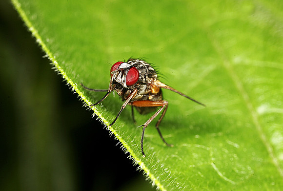 Flesh Fly - 3