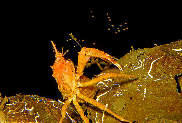 Decorator Crab Releasing Larvae - 2