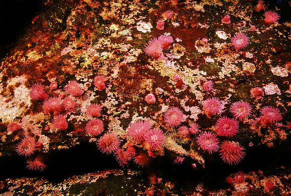 Proliferating Anemones