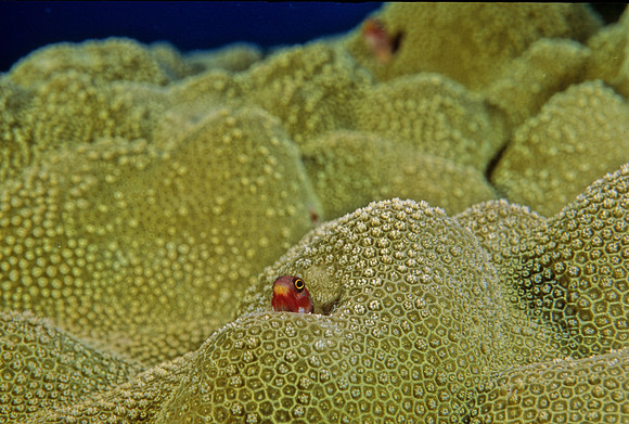 Tube Blenny