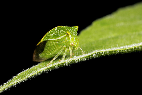 Treehopper - 7