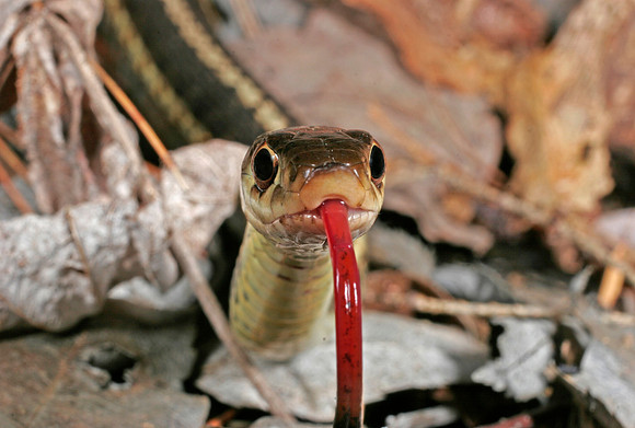 Garter Snake - 2