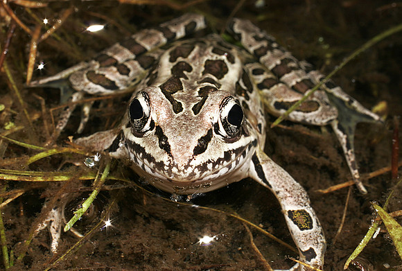 Pickerel Frog - 1