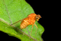 Orange Fly - 1