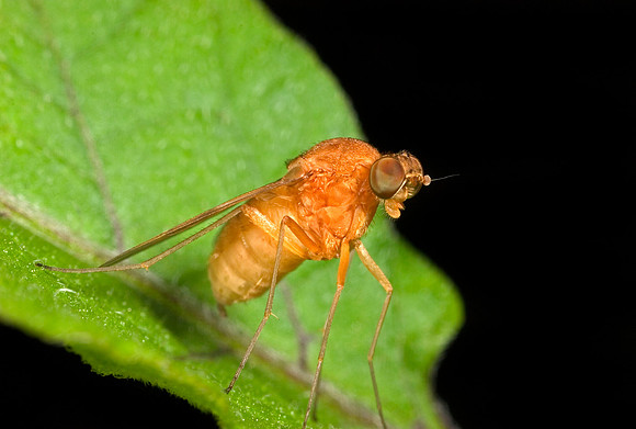 Orange Fly - 1