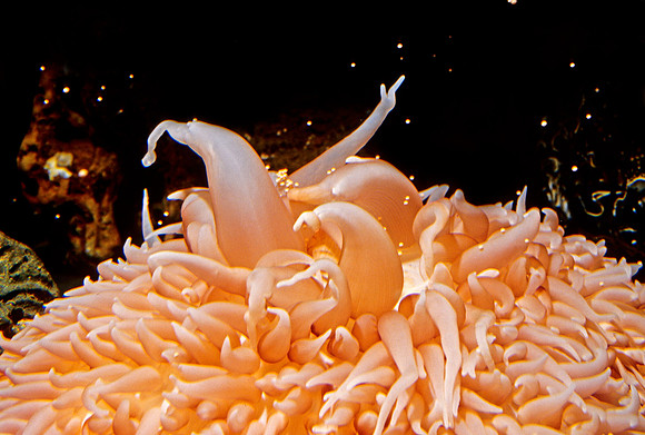 Pom-pom Anemone Releasing Eggs - 2