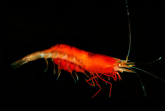 Midwater Shrimp with Eggs