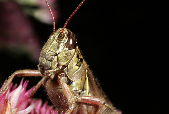 Grasshopper - 1