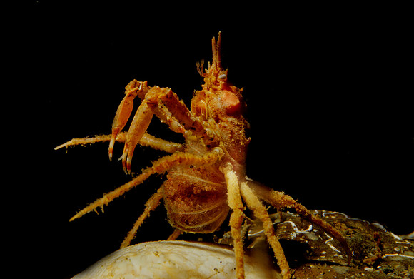 Decorator Crab Brooding Larvae - 2