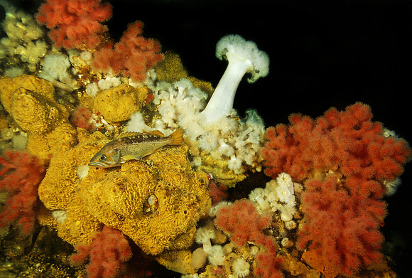 BC Reef - 4