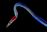Witch-eel