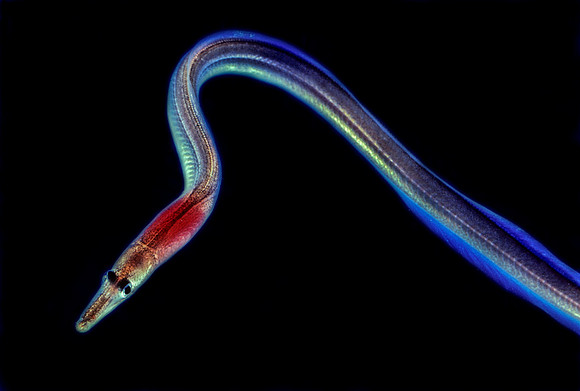Witch-eel