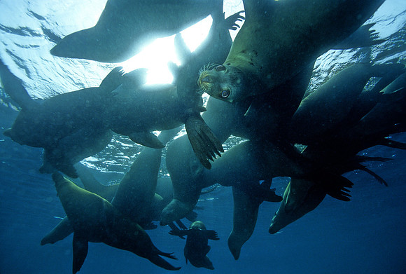 Sea Lions - 1