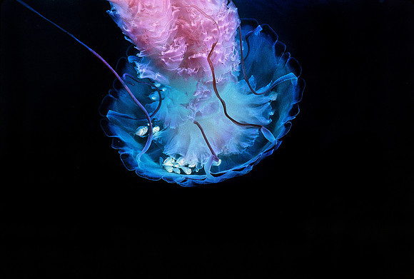 Purple-stripe Jelly & Butterfish