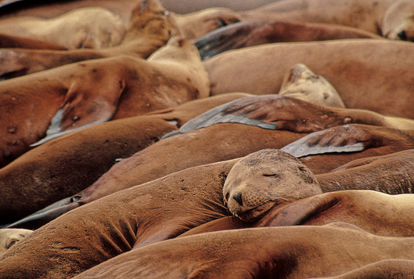 Sea Lions - 8