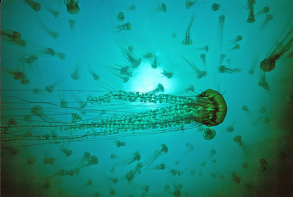 Sea Nettle Swarm - 3