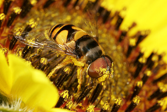 Hoverfly - 17