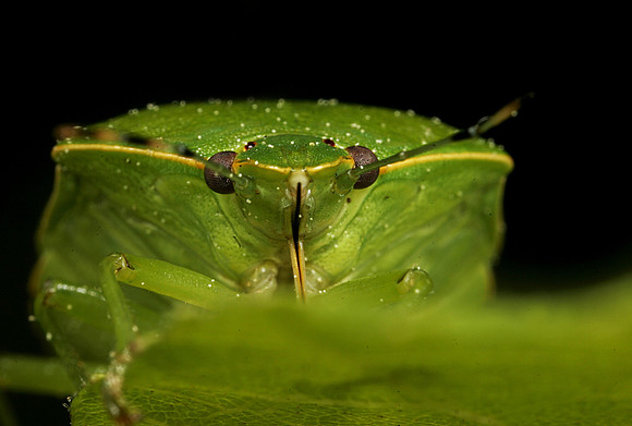 Stink Bug - 9