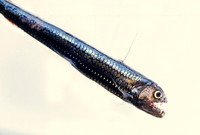 Viperfish - 4